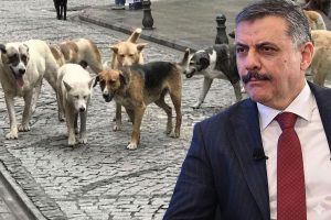 Bakan Çiftçi sokak hayvanları sorunu için Eylül-Ekim tarihini işaret etti