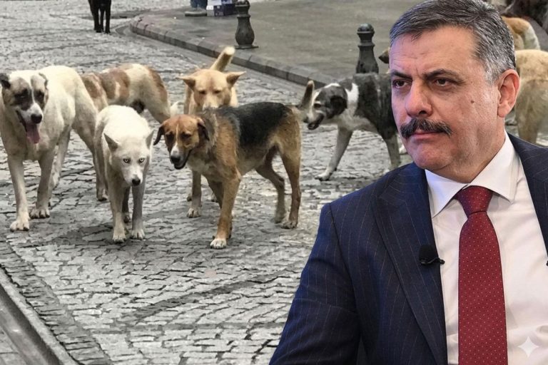 Bakan Çiftçi sokak hayvanları sorunu için Eylül-Ekim tarihini işaret etti